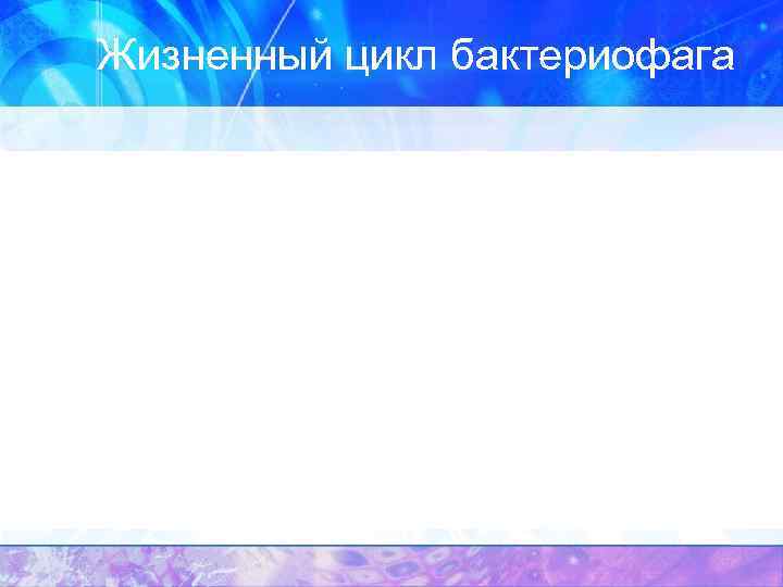 Жизненный цикл бактериофага 