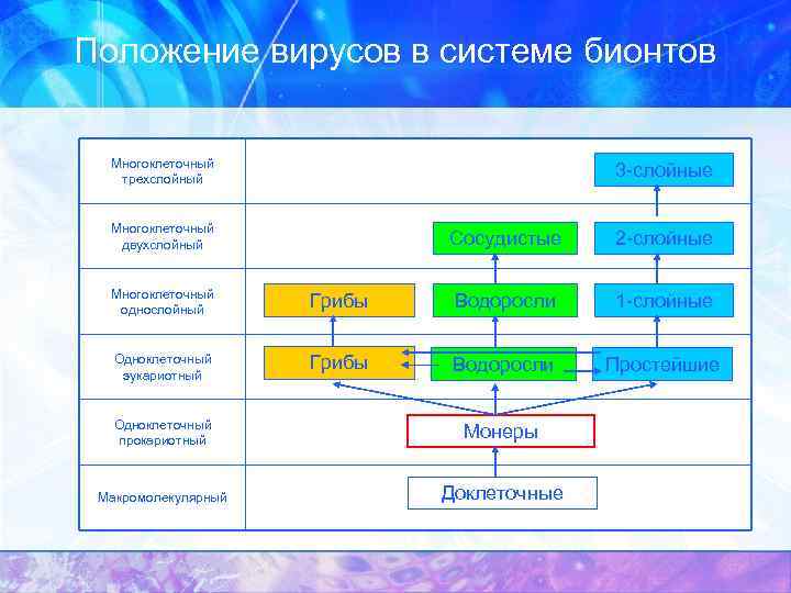 Положение вирусов в системе бионтов Многоклеточный трехслойный 3 -слойные Многоклеточный двухслойный Сосудистые 2 -слойные
