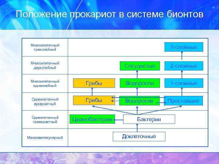 Положение прокариот в системе бионтов Многоклеточный трехслойный 3 -слойные Многоклеточный двухслойный Сосудистые 2 -слойные