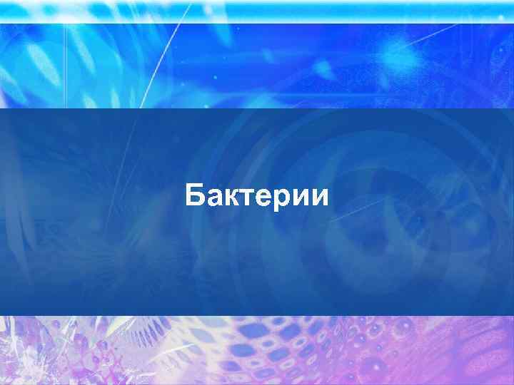 Бактерии 
