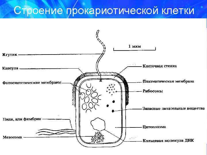 Строение прокариотической клетки 