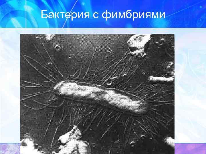 Бактерия с фимбриями 