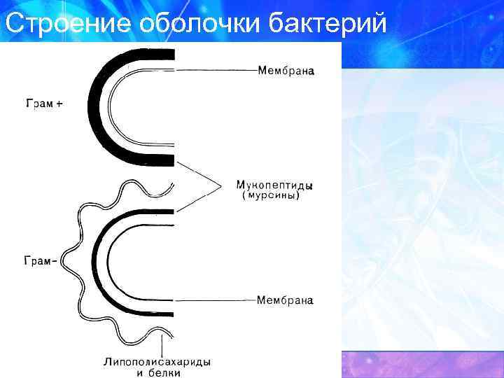 Строение оболочки. Строение оболочки бактерий. Строение мембраны бактерий. Оболочка бактерий состоит из. Внешняя оболочка бактерий.