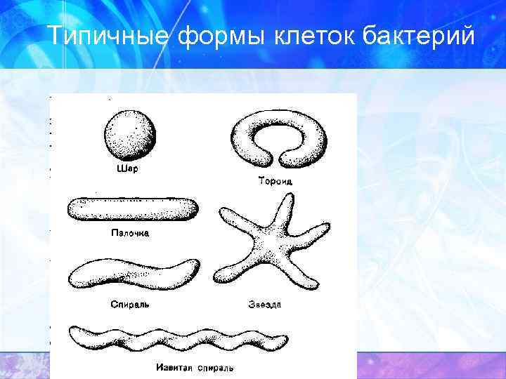 3 формы клеток