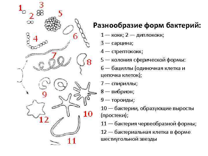 Подпиши изображения используя слова из предложенного списка вибрионы стафилококки спириллы бациллы