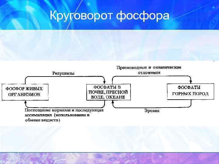 Круговорот фосфора 