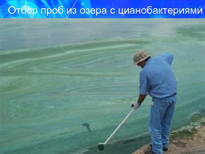 Отбор проб из озера с цианобактериями 