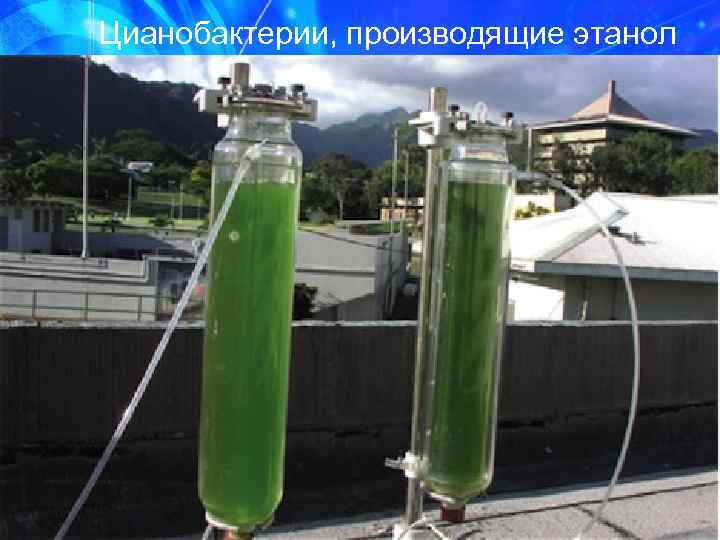 Цианобактерии, производящие этанол 
