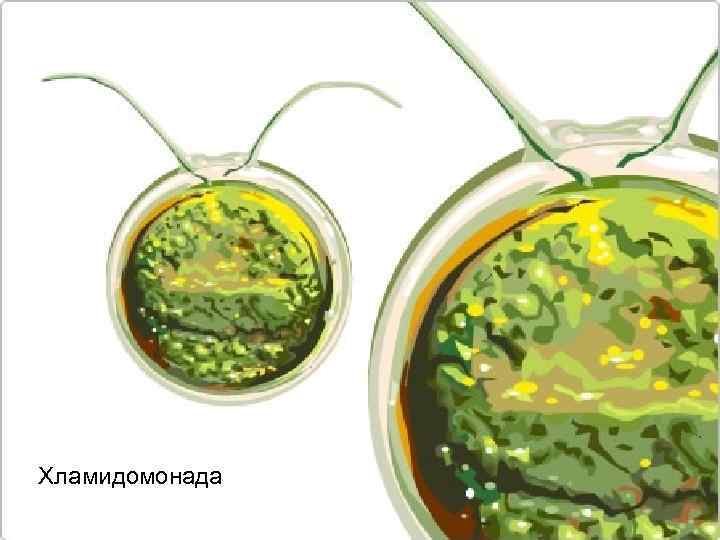 Хламидомонада 