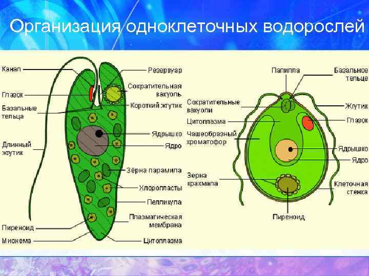 Организация одноклеточных водорослей 