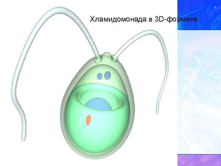 Хламидомонада в 3 D-формате 