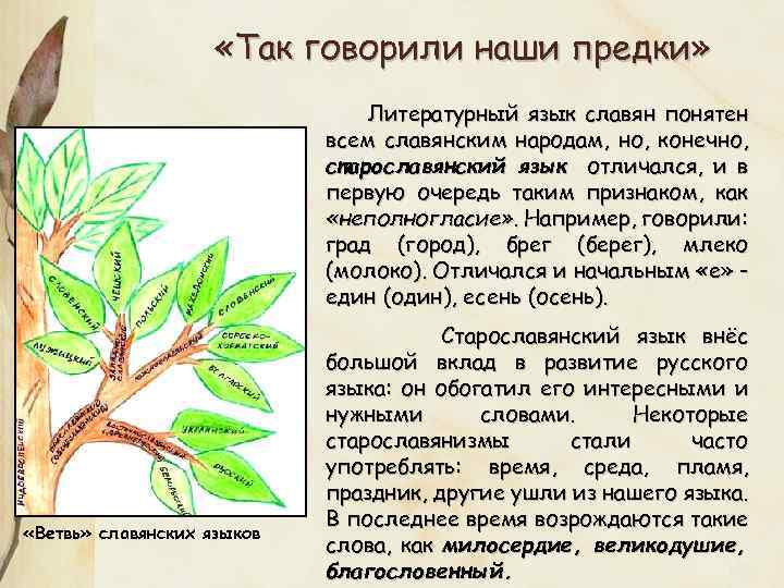  «Так говорили наши предки» Литературный язык славян понятен всем славянским народам, но, конечно,