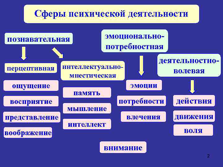 Восприятие память мышление и другие познавательные процессы определяются схемами