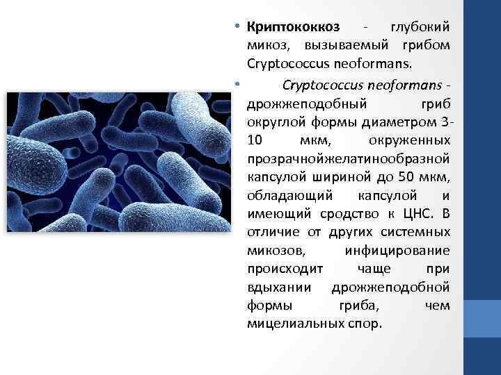  • Криптококкоз - глубокий микоз, вызываемый грибом Cryptococcus neoformans. • Cryptococcus neoformans -