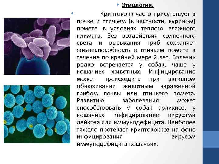  • Этиология. • Криптококк часто присутствует в почве и птичьем (в частности, курином)