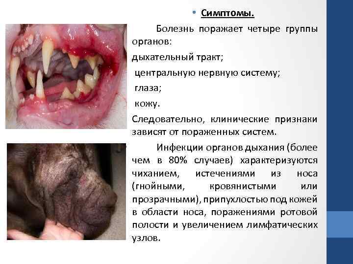  • • Симптомы. Болезнь поражает четыре группы органов: дыхательный тракт; центральную нервную систему;