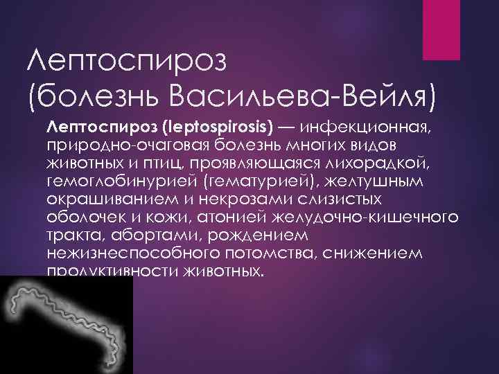 Лептоспироз (болезнь Васильева-Вейля) Лептоспироз (leptospirosis) — инфекционная, природно-очаговая болезнь многих видов животных и птиц,