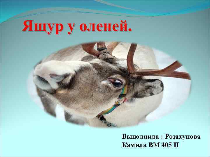 Ящур у оленей. Выполнила : Розахунова Камила ВМ 405 П 