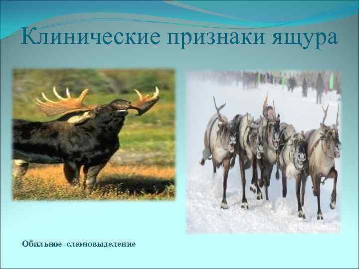 Клинические признаки ящура Обильное слюновыделение 