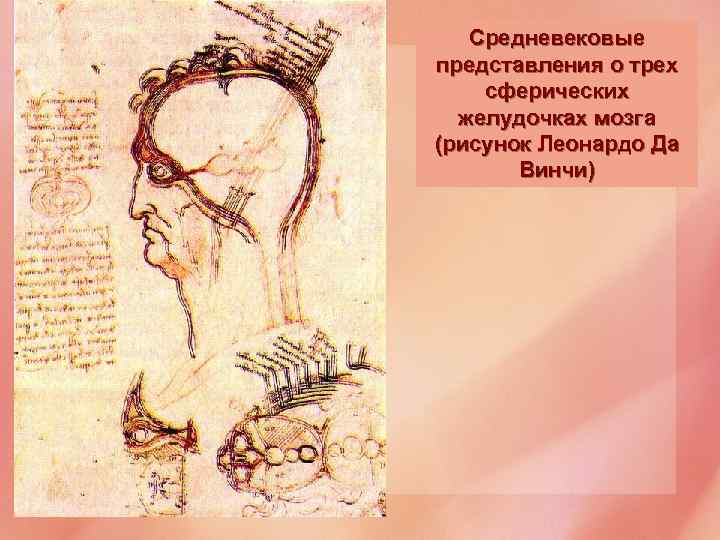 Средневековые представления о трех сферических желудочках мозга (рисунок Леонардо Да Винчи) 
