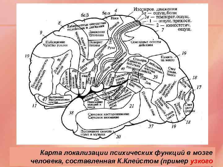 Карта локализации психических функций в мозге человека, составленная К. Клейстом (пример узкого 