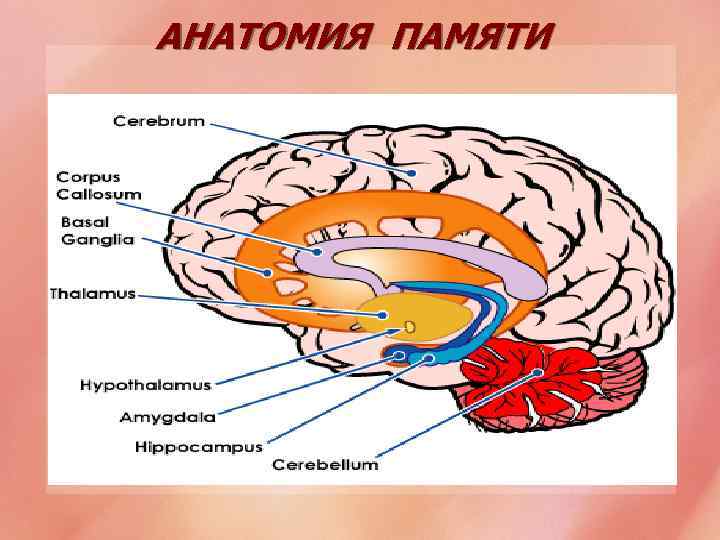 АНАТОМИЯ ПАМЯТИ 