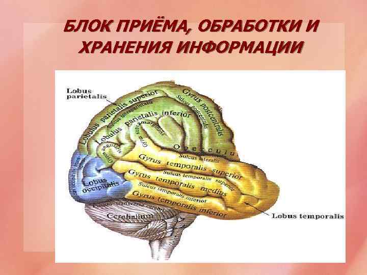 БЛОК ПРИЁМА, ОБРАБОТКИ И ХРАНЕНИЯ ИНФОРМАЦИИ 