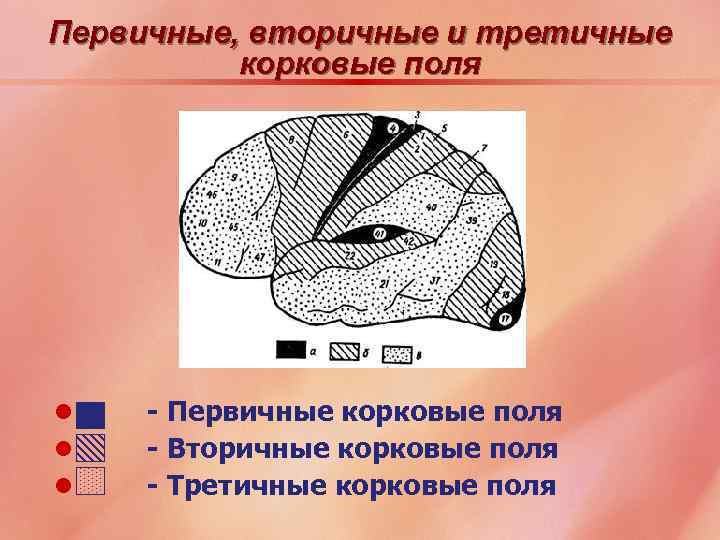 Первичные, вторичные и третичные корковые поля l l l - Первичные корковые поля -