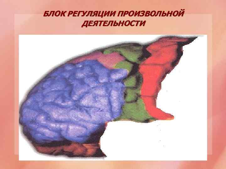 БЛОК РЕГУЛЯЦИИ ПРОИЗВОЛЬНОЙ ДЕЯТЕЛЬНОСТИ 
