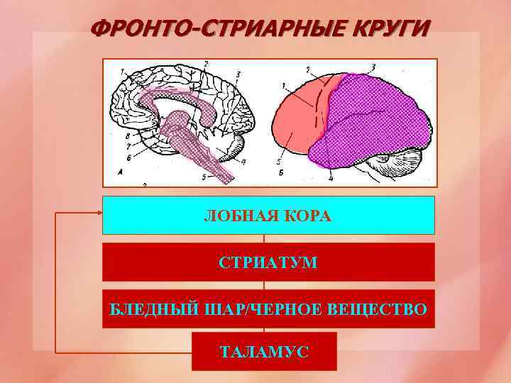 ФРОНТО-СТРИАРНЫЕ КРУГИ ЛОБНАЯ КОРА СТРИАТУМ БЛЕДНЫЙ ШАР/ЧЕРНОЕ ВЕЩЕСТВО ТАЛАМУС 