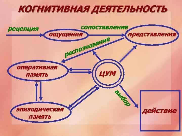 КОГНИТИВНАЯ ДЕЯТЕЛЬНОСТЬ рецепция сопоставление представления ощущения ние ава н поз рас оперативная память р