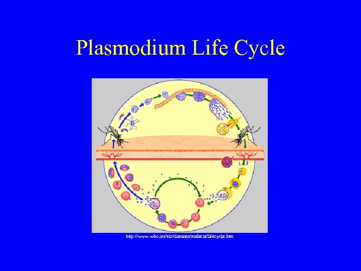 Plasmodium Life Cycle http: //www. who. int/tdr/diseases/malaria/lifecycle. htm 