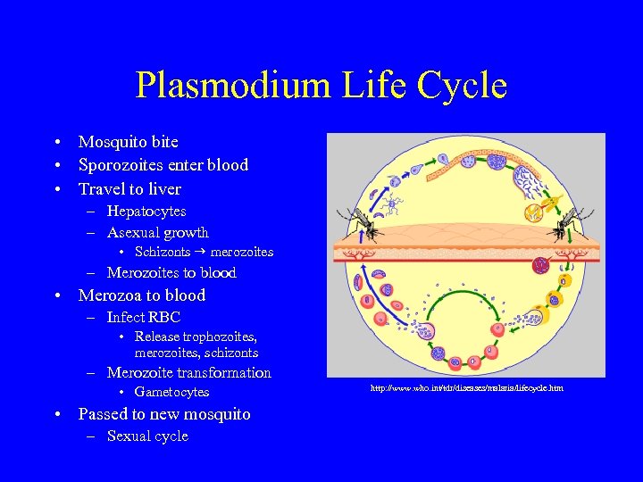 Plasmodium Life Cycle • Mosquito bite • Sporozoites enter blood • Travel to liver