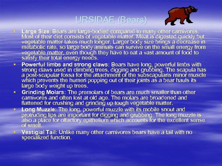 URSIDAE (Bears) § Large Size: Bears are large-bodied compared to many other carnivores. Most