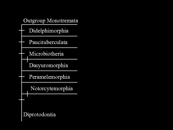 Outgroup Monotremata Didelphimorphia Paucituberculata Microbiotheria Dasyuromorphia Peramelemorphia Notorcytemorphia Diprotodontia 