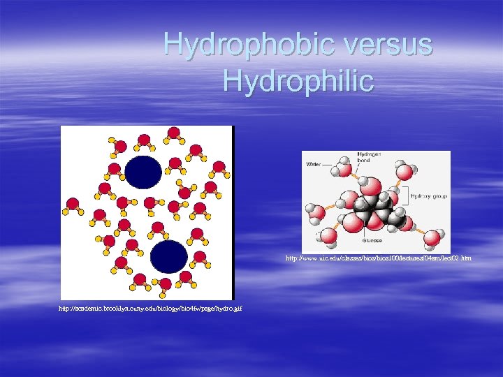 Hydrophobic versus Hydrophilic http: //www. uic. edu/classes/bios 100/lecturesf 04 am/lect 02. htm http: //academic.