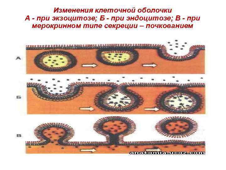 Изменения клеточной оболочки А - при экзоцитозе; Б - при эндоцитозе; В - при