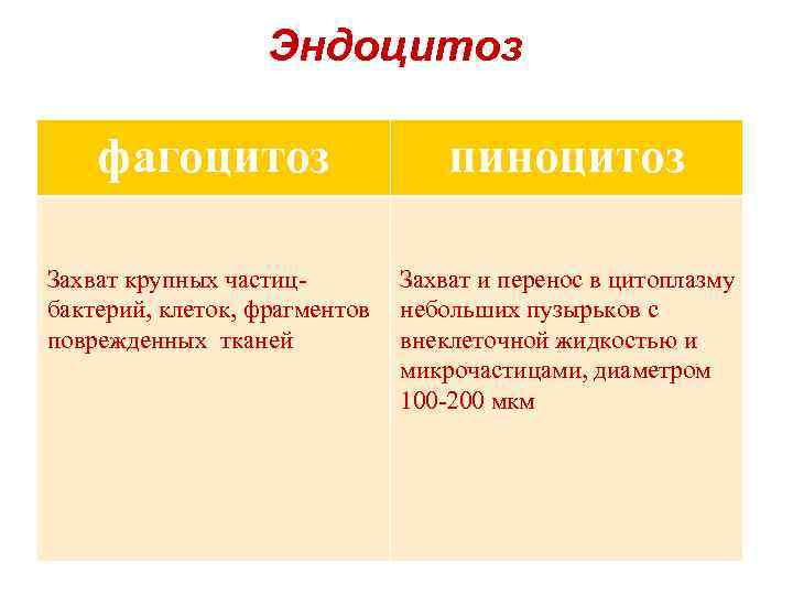 Эндоцитоз фагоцитоз пиноцитоз Захват крупных частицбактерий, клеток, фрагментов поврежденных тканей Захват и перенос в