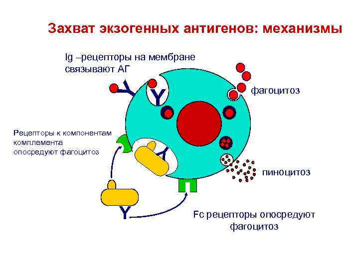 Процессинг антигена презентация антигена