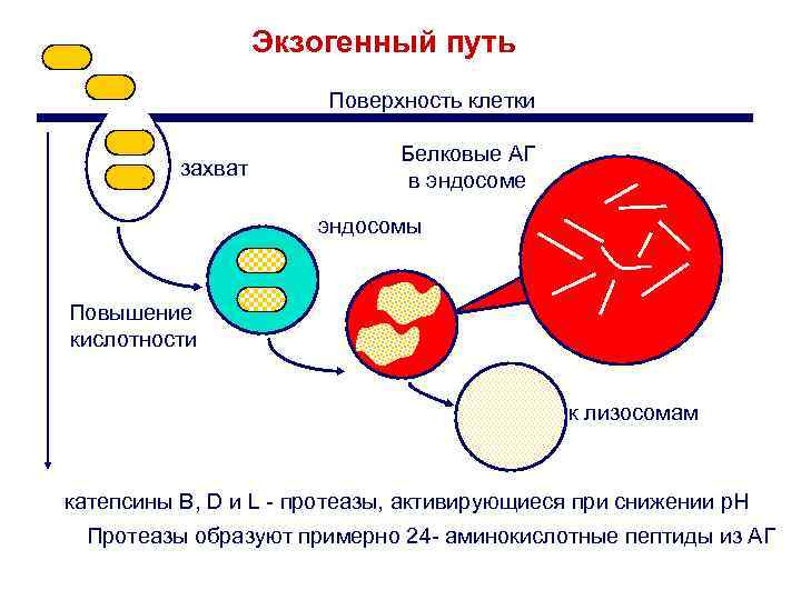 Экзогенный путь Поверхность клетки захват Белковые АГ в эндосоме эндосомы Повышение кислотности к лизосомам