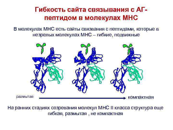 Гибкость сайта связывания с АГпептидом в молекулах MHC В молекулах MHC есть сайты связвания