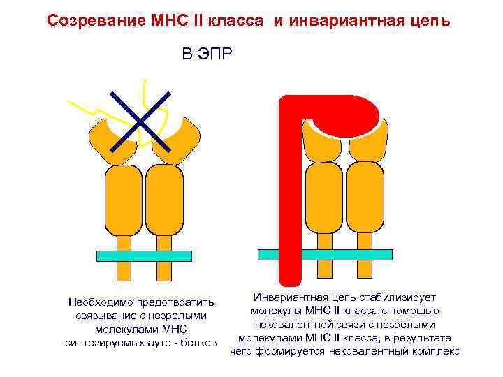 Схема строения молекулы мнс