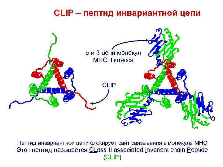 CLIP – пептид инвариантной цепи и цепи молекул MHC II класса CLIP Пептид инвариантной