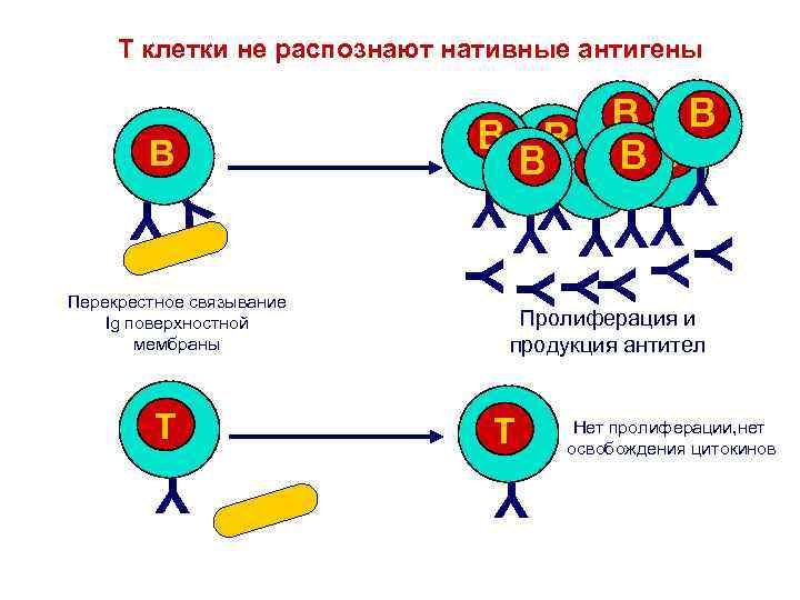 T клетки не распознают нативные антигены Y Y Y YY Перекрестное связывание Ig поверхностной