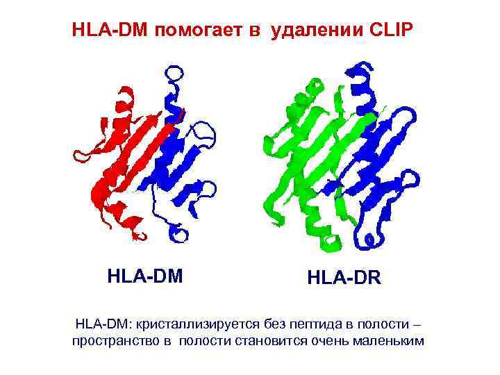 HLA-DM помогает в удалении CLIP HLA-DM HLA-DR HLA-DM: кристаллизируется без пептида в полости –