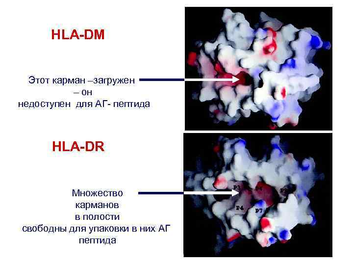 HLA-DM Этот карман –загружен – он недоступен для АГ- пептида HLA-DR Множество карманов в