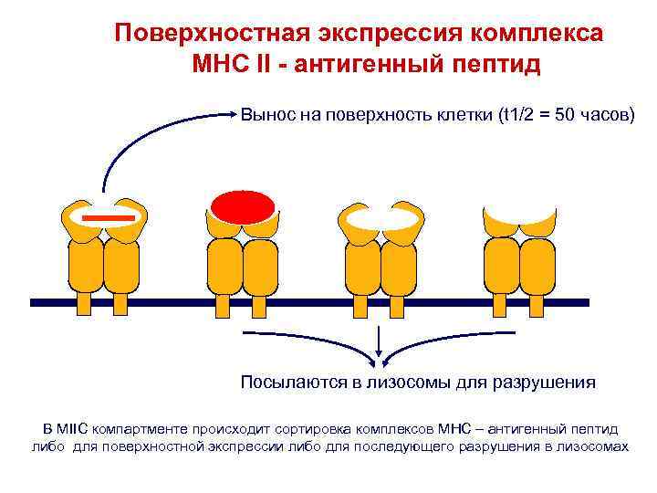 Поверхностная экспрессия комплекса MHC II - антигенный пептид Вынос на поверхность клетки (t 1/2