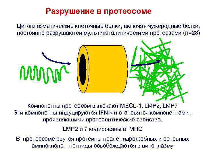 Разрушение в протеосоме Цитоплазматические клеточные белки, включая чужеродные белки, постоянно разрушаются мультикаталитическими протеазами (n=28)