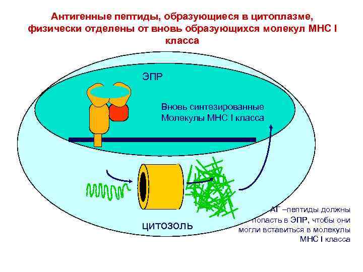 Антигенные пептиды, образующиеся в цитоплазме, физически отделены от вновь образующихся молекул MHC I класса