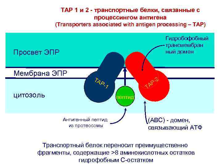 TAP 1 и 2 - транспортные белки, связанные с процессингом антигена (Transporters associated with